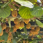 Boutique Farm Hrovat * Frankolovo