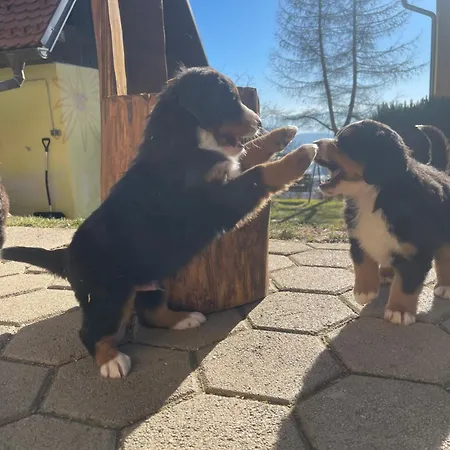 Apartamento Boutique Farm Hrovat Frankolovo