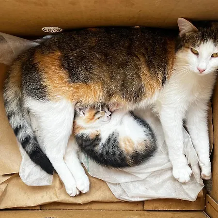 Boutique Farm Hrovat * Frankolovo