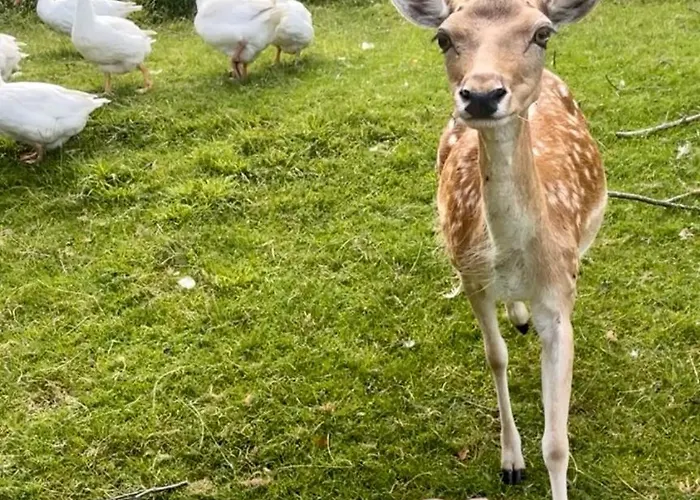 Апартаменты Boutique Farm Hrovat *