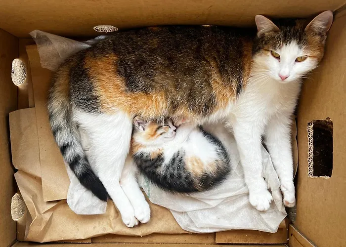 Boutique Farm Hrovat * Frankolovo